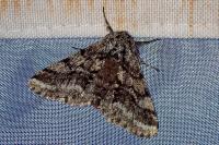 Lycia hirtaria
