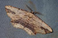 Menophra abruptaria