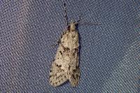Diurnea fagella