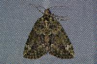 Chloroclysta siterata