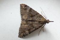 Hypena obsitalis