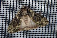 Polyploca ridens