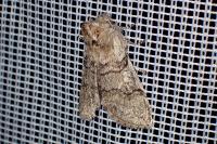 Achlya flavicornis