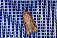 Acleris cristana