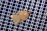 Acleris ferrugana/notana