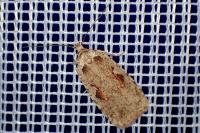 Agonopterix ocellana