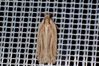 Agonopterix umbellana