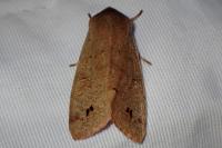 Anorthoa munda
