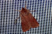 Cerastis rubricosa