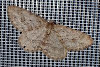 Ectropis crepuscularia