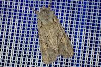 Lithophane ornitopus