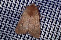 Orthosia cerasi