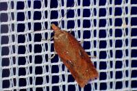 Acleris hyemana