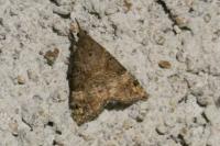 Hypena obsitalis