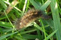 Phragmatobia fuliginosa