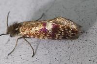 Eriocrania cicatricella