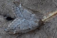 Alsophila aescularia