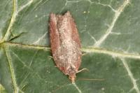 Acleris hastiana