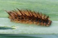 Phragmatobia fuliginosa