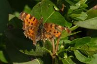 Polygonia c-album