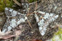 Biston strataria