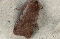 Cerastis rubricosa
