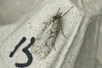 Diurnea fagella