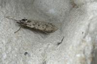 Diurnea fagella