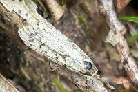 Diurnea fagella