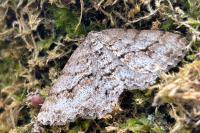 Ectropis crepuscularia