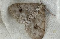 Ectropis crepuscularia