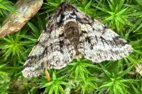 Lycia hirtaria