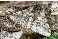Lycia hirtaria