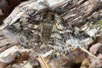 Lycia hirtaria