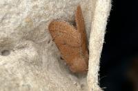 Orthosia cerasi