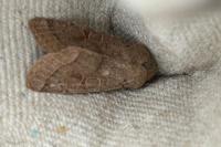 Orthosia cerasi