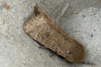 Orthosia cruda