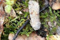 Orthosia incerta