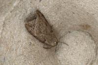 Pachycnemia hippocastanaria