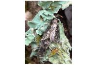 Polyploca ridens
