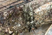 Polyploca ridens
