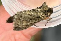 Polyploca ridens