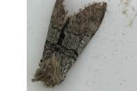 Achlya flavicornis