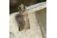 Achlya flavicornis