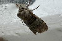 Achlya flavicornis