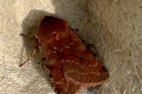 Cerastis rubricosa