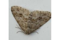 Ectropis crepuscularia