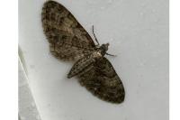 Eupithecia abbreviata