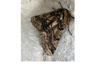 Lycia hirtaria