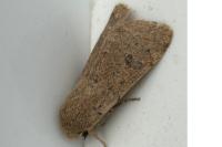 Orthosia cruda